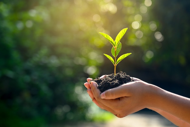 Photo in the hands of trees growing seedlings.