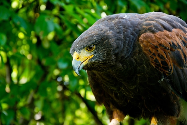 Harris hawk close up portrait.