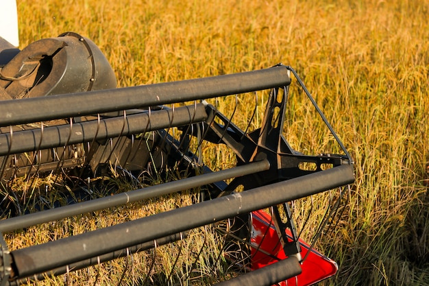 Photo harvester agriculture machine and harvesting in rice field working