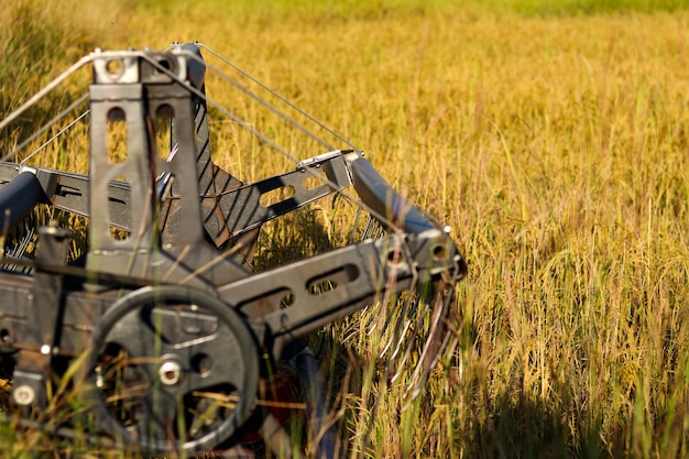 Photo harvester agriculture machine and harvesting in rice field working