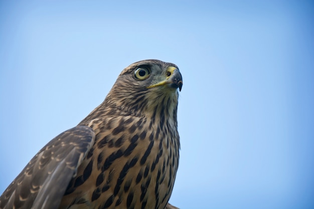 Hawk portrait.