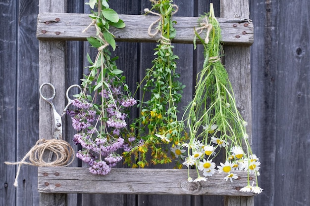 Healing herbs bunches of oregano, celandine and chamomile are hanging to dry on stairs