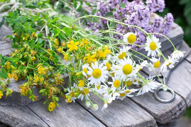 Healing herbs bunches of oregano, celandine and chamomile are on wooden surface. Herbal medicine