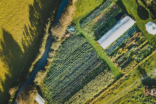 Photo high angle view of corn field