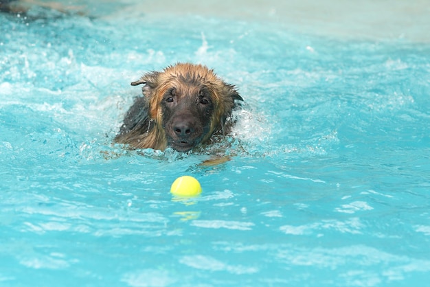 High angle view of dog in swimming pool