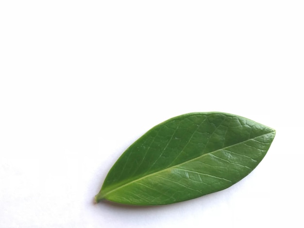 Photo high angle view of leaves against white background