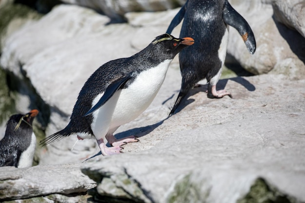 Photo high angle view of penguins on rock