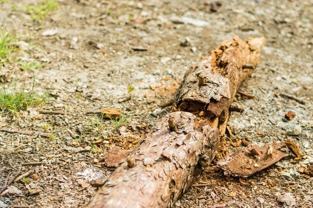 Foto hooghoekbeeld van een dode boom op het veld