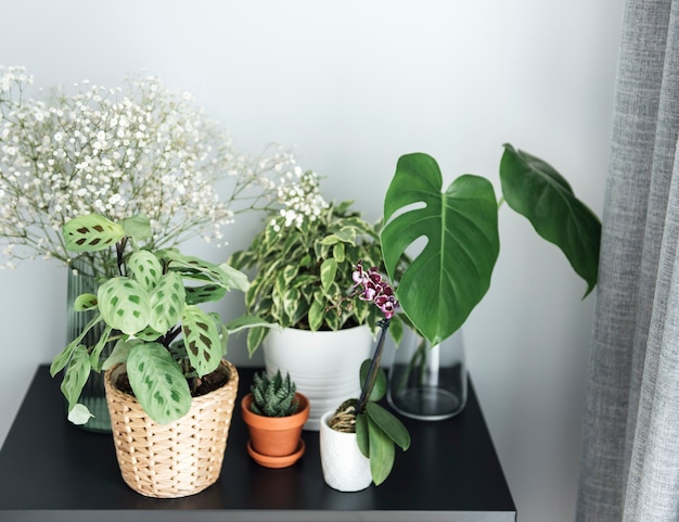 Photo houseplant  at home.  different house plants on the table