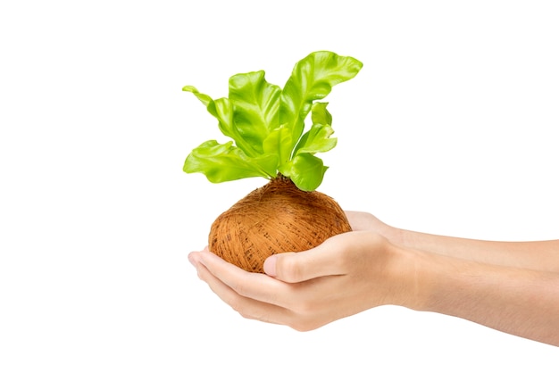 Human hands holding young green plant in the pots