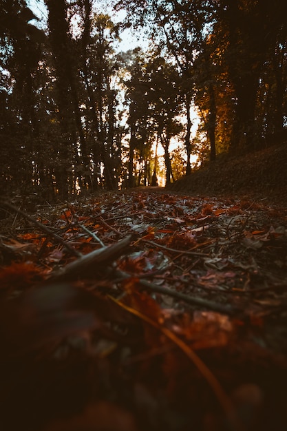 Humeurig bos in de herfst