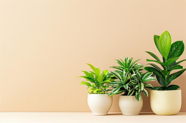 Indoor plants on beige background