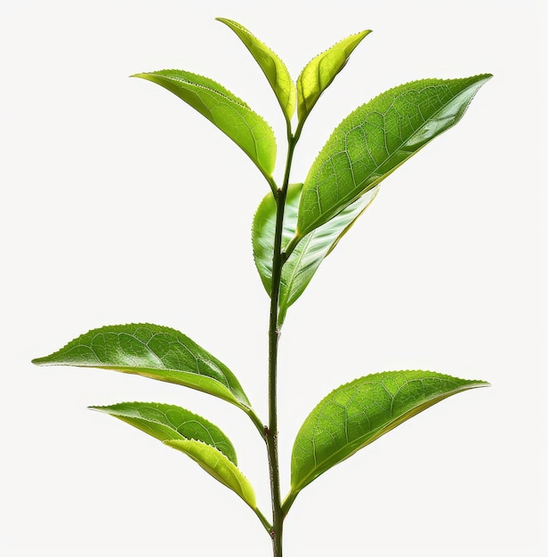 Photo isolated green tea leaves on a transparent background png