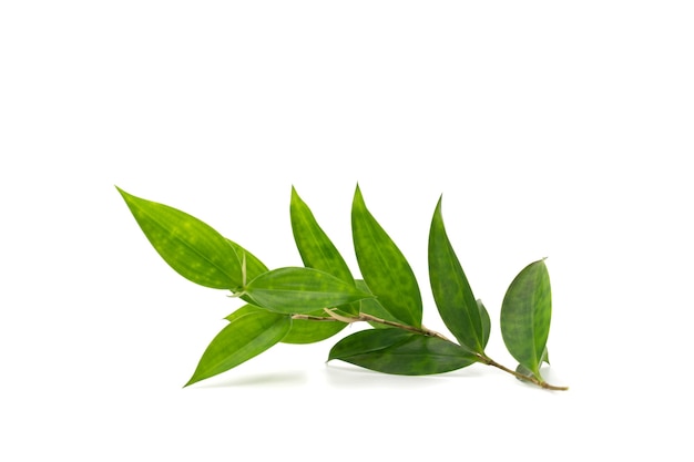 Photo isolated leaves and branches are laid on the white background in studio light