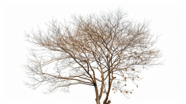 Photo isolated tree dry branch without leaves on white background