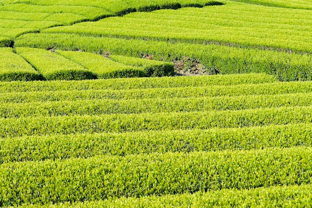 Photo japanese green tea plantation in sunny morning