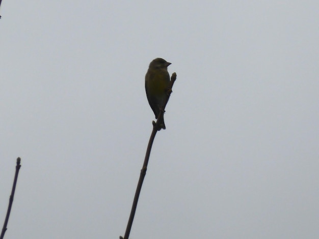 Foto lage hoek van een vogel die op een tak zit tegen een heldere hemel in de schemering