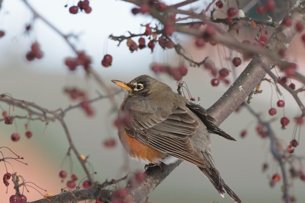 Foto lage hoek van een vogel die op een tak zit