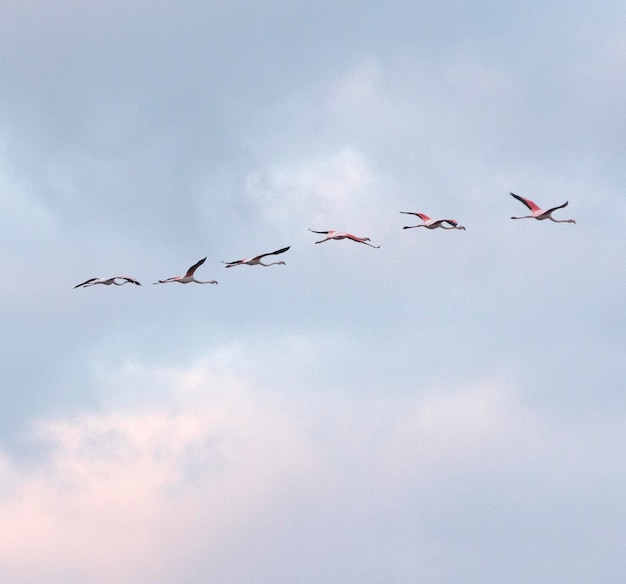 Foto lage hoek van vogels die tegen de lucht vliegen