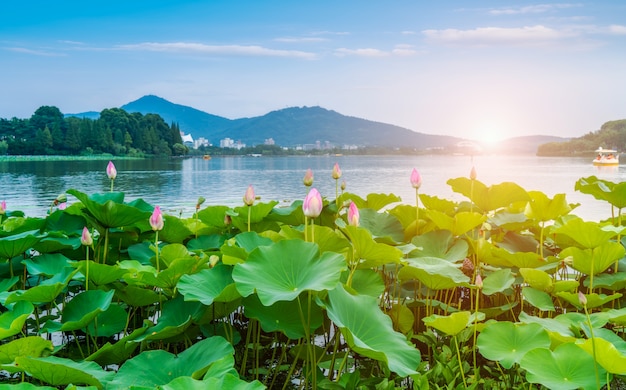 Photo lake lotus pond and landscape scenery