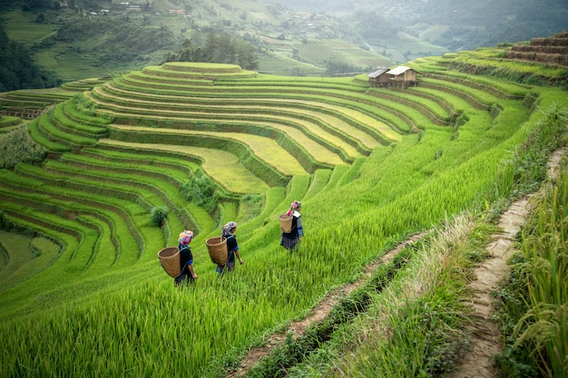 landscape of asian terraced rice field 