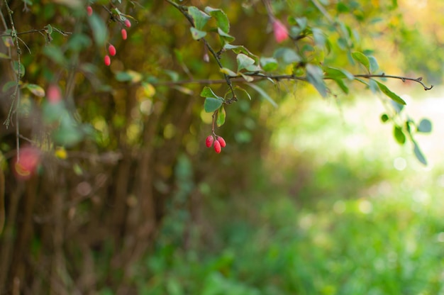 Landscape with barberry branch and blurred background. Green color. Nature. Barberry. Plant. Sun.