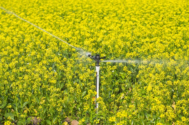 A large side of rapeseed is being watered