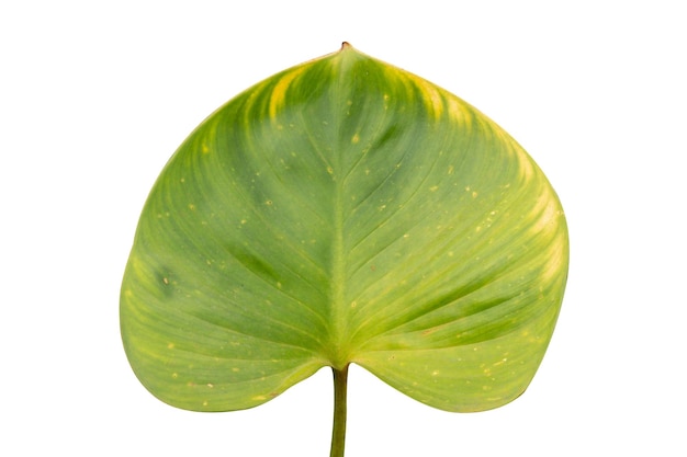 Leaf lotus nature asia macro natural fresh