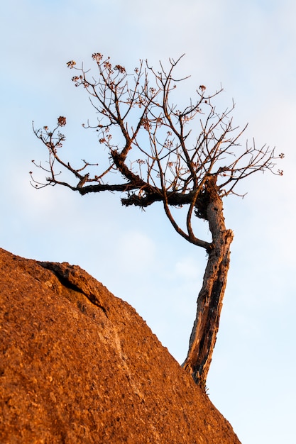 Leafless tree on rock boulder