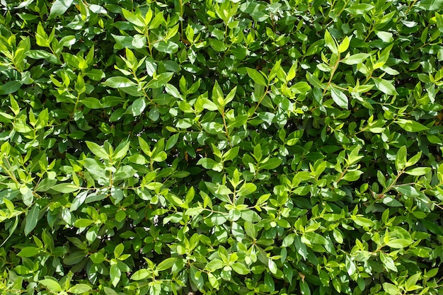 Leaves are green on shrub, background is natural flora