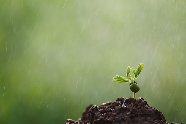 Photo little coffee sprouts are growing along the stream of planting. csr concept