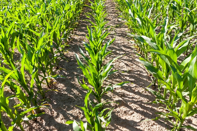 Photo long rows of low young corn that grows on an agricultural field in spring or summer, sunny weather, details and specificity of agricultural activities