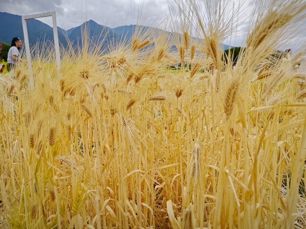 Photo looking at the field full of wheat plants