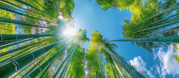 Photo looking up through a bamboo forest