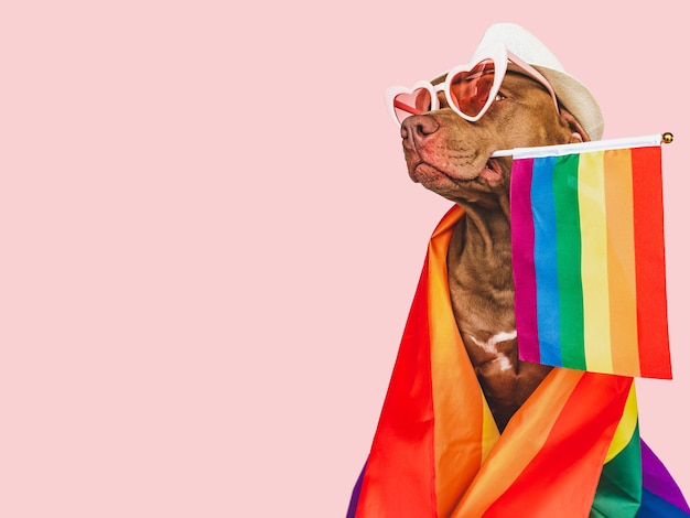 Lovable pretty dog and Rainbow Flag Closeup