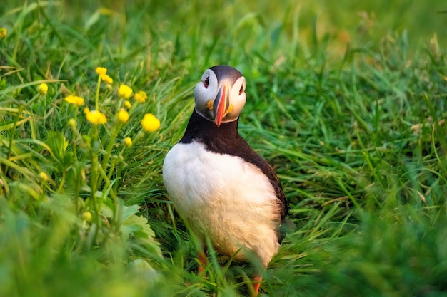 Lovely Atlantic Puffin bird or Fratercula Arctica standing with yellow flower on the grass by the cliff on summer in Iceland