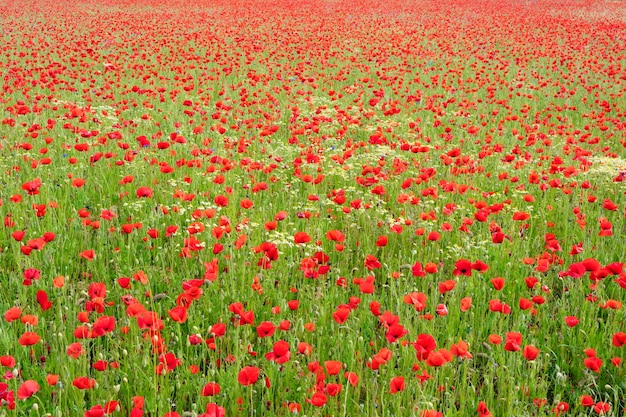 Lovely poppy field in spring