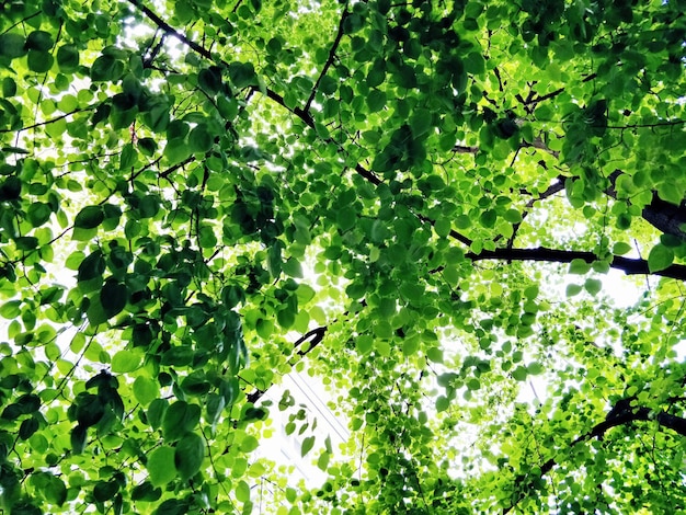 Photo low angle view of berries on tree