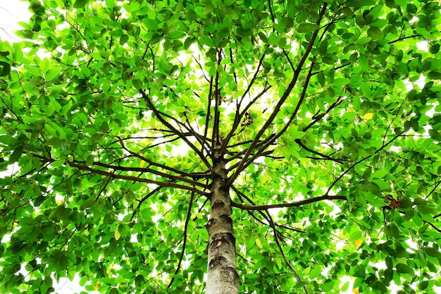 Photo low angle view of tree