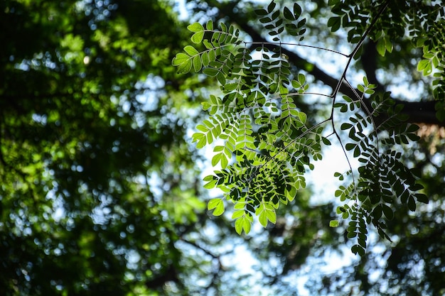 Photo low angle view of tree