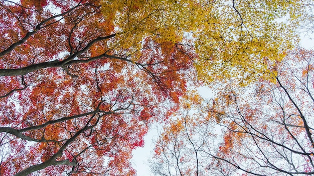 Photo low angle view of trees against sky during autumn