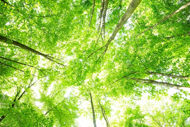 Photo low angle view of trees in forest