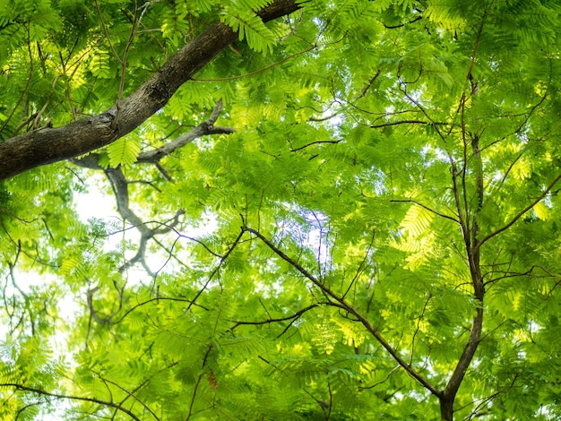 Photo low angle view of trees in forest