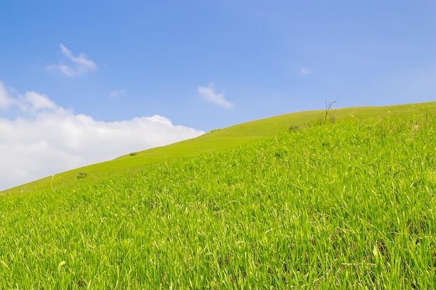 Photo lush green grass field with blue sky and white clouds in the background