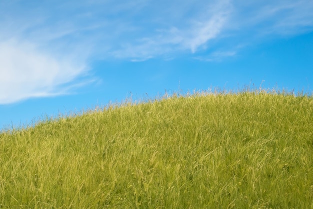 Photo lush green grass field with a clear blue sky and white fluffy clouds