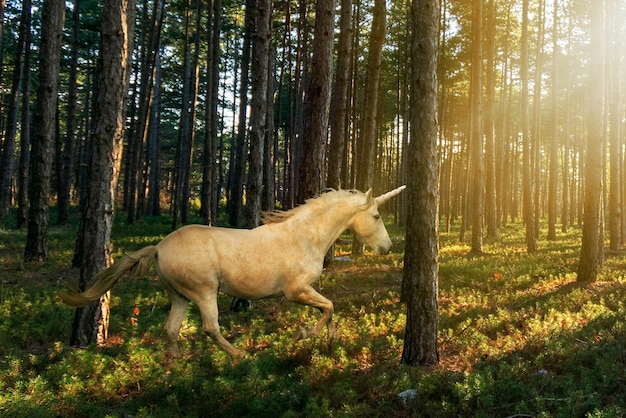 Magnificent unicorn in nature