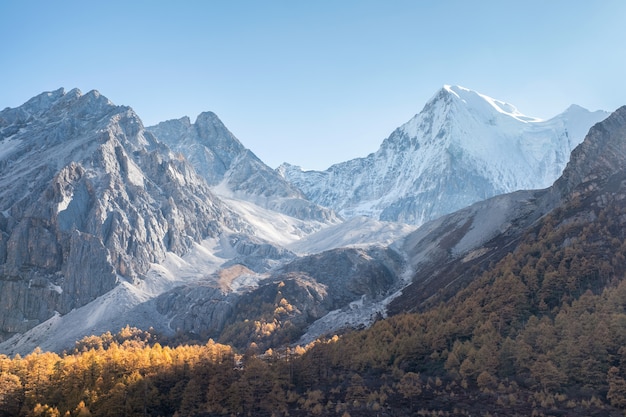 Majestic mountain range shining with pine forest in morning