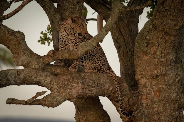 Photo male leopard sits on branch looking back