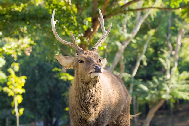 male of Spotted deer