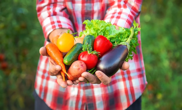 A man farmer holds a harvest of vegetables in his hands. Selective focus. nature.